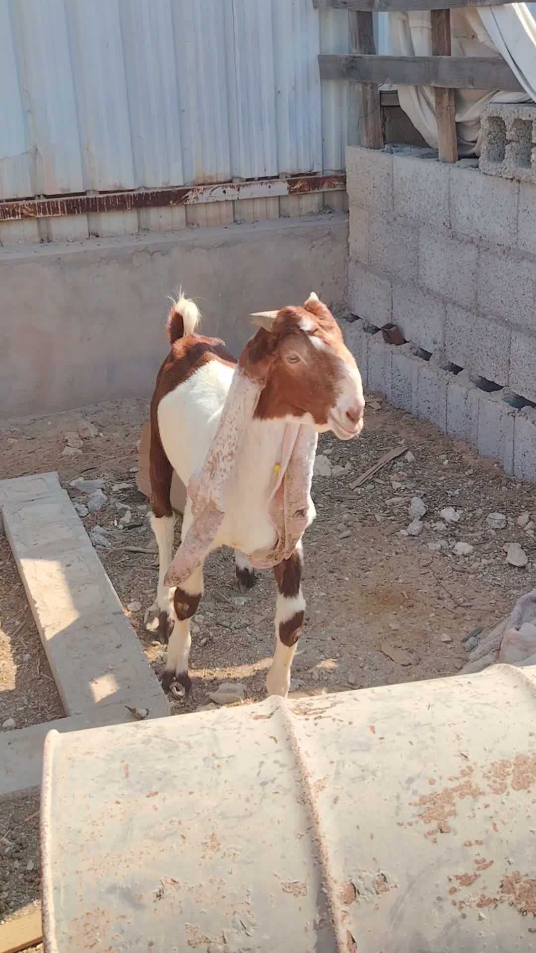 فحل مشروك اصلي  تني شباب يقرع - 1