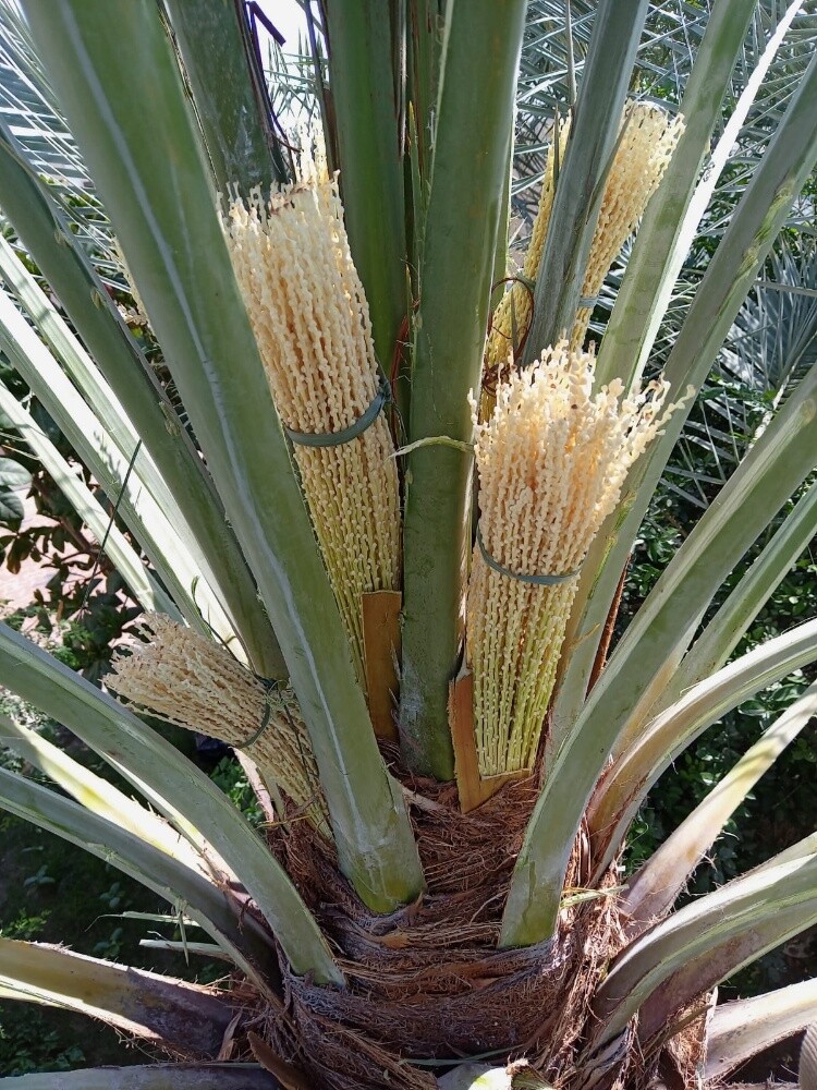 ابو ايه - 1