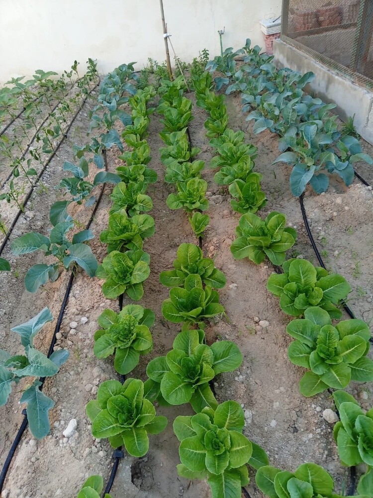 ابو ايه - 9