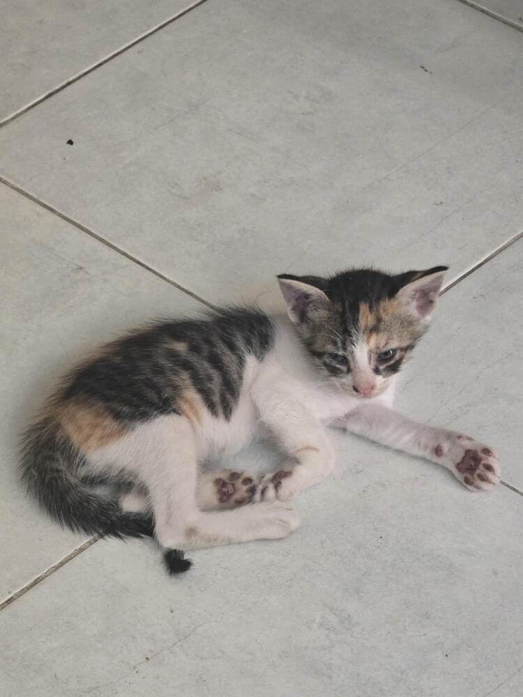 very nice cat for  Adoption - 4