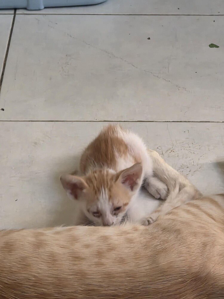 very nice cat for  Adoption - 2
