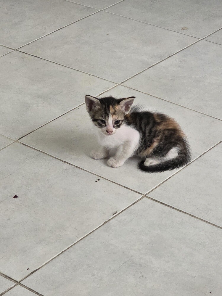 very nice cat for  Adoption - 1