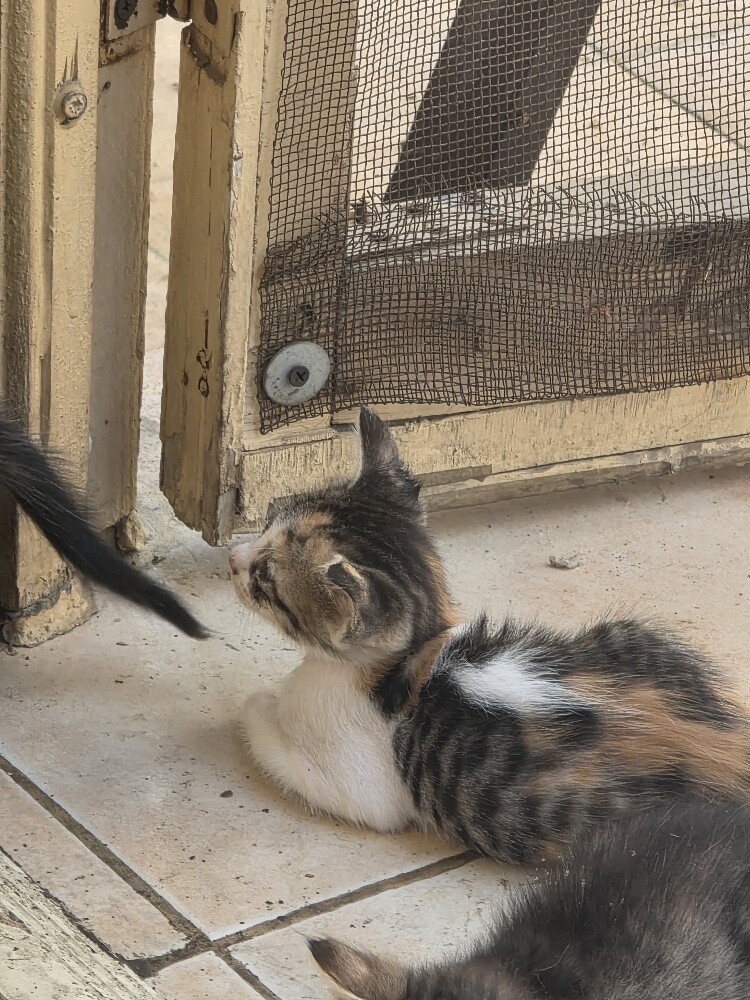 very nice cat for  Adoption - 7