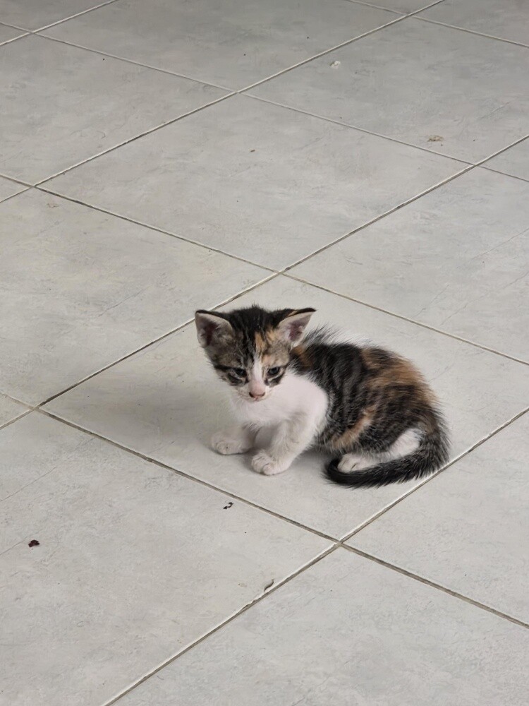 very nice cat for  Adoption - 5