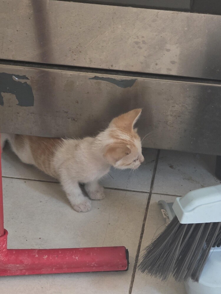 very nice cat for  Adoption - 6