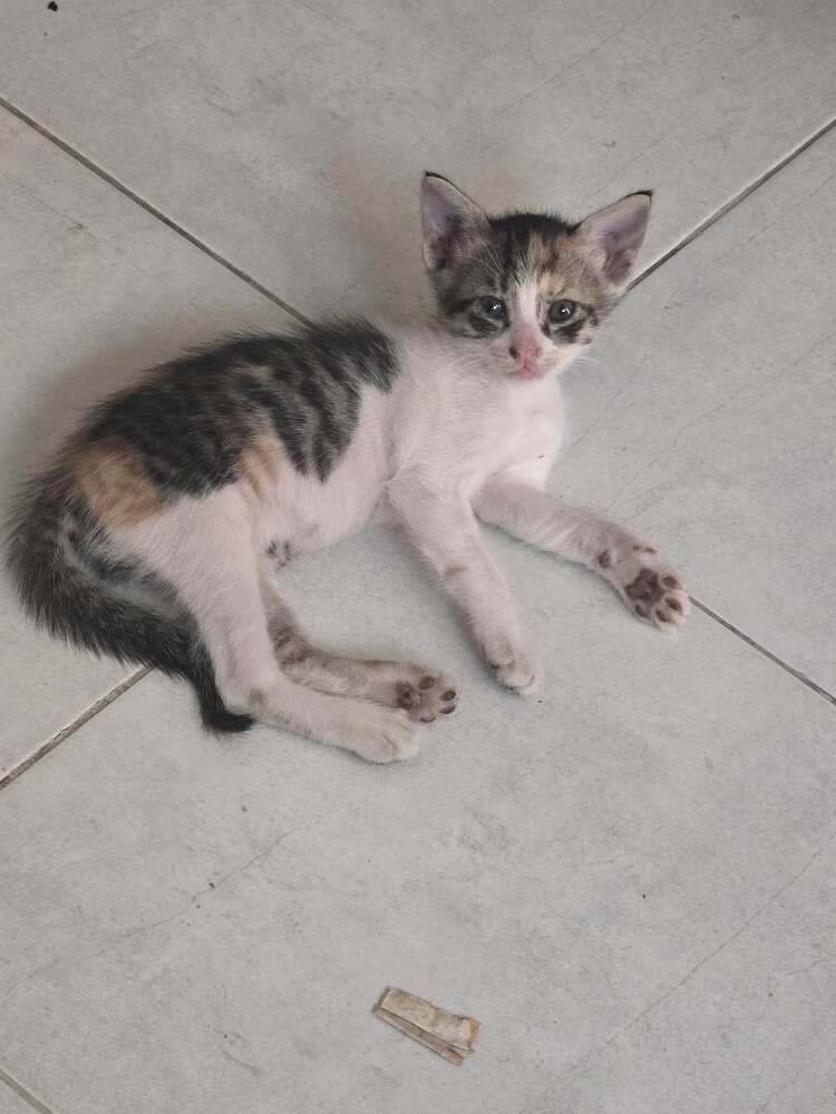 very nice cat for  Adoption - 3