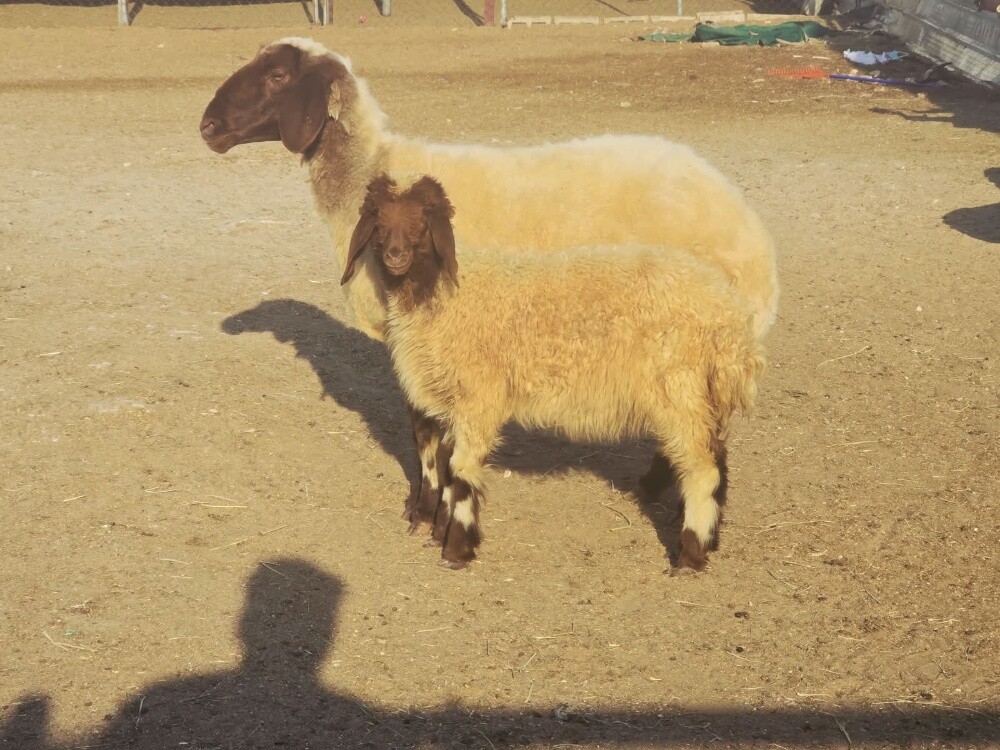 نشتري جميع الحلال
معزا شويهات ال - 5