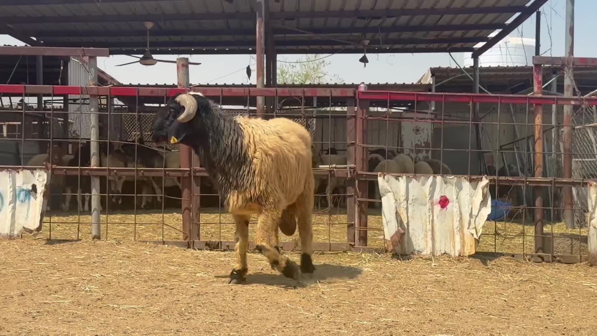 للبيع خروف فحل سوري خصم - 1