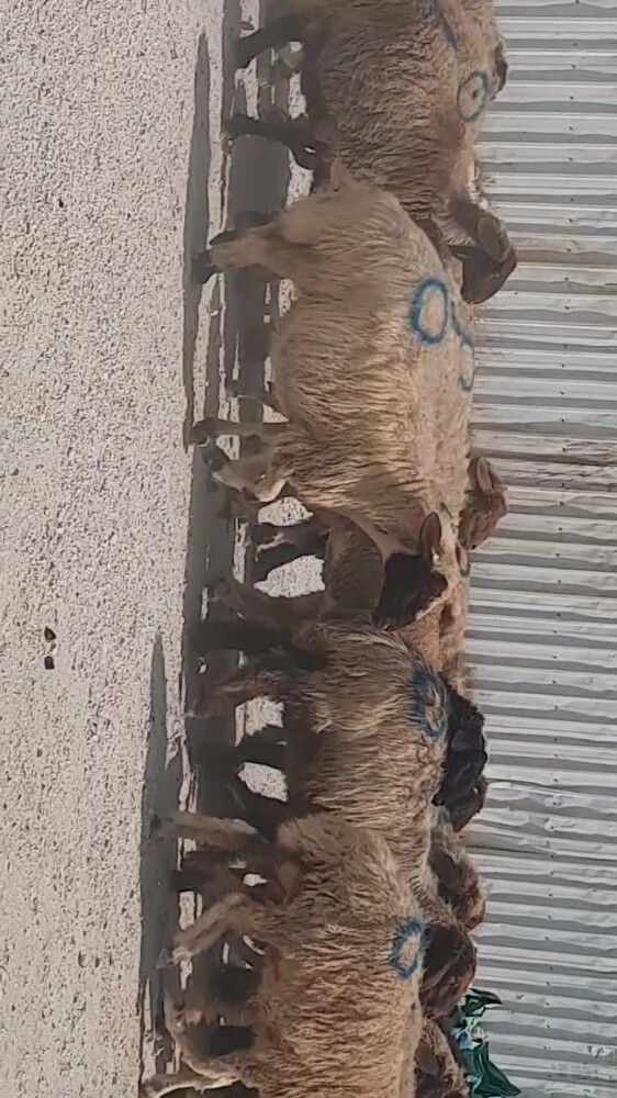 غنم دفيع شرط علي السونار - 3