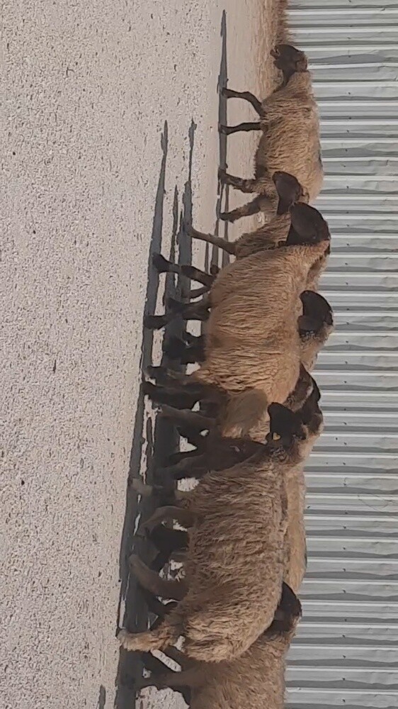 غنم دفيع شرط علي السونار - 2
