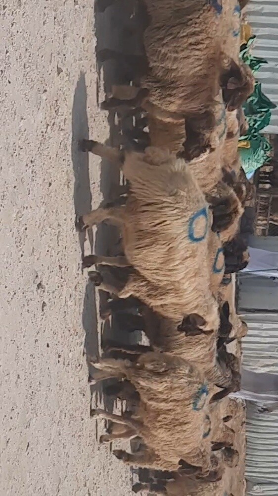 غنم دفيع شرط علي السونار - 1