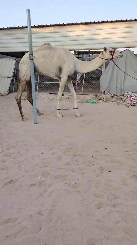 للبيع قعود ثني الاب شديد - 1