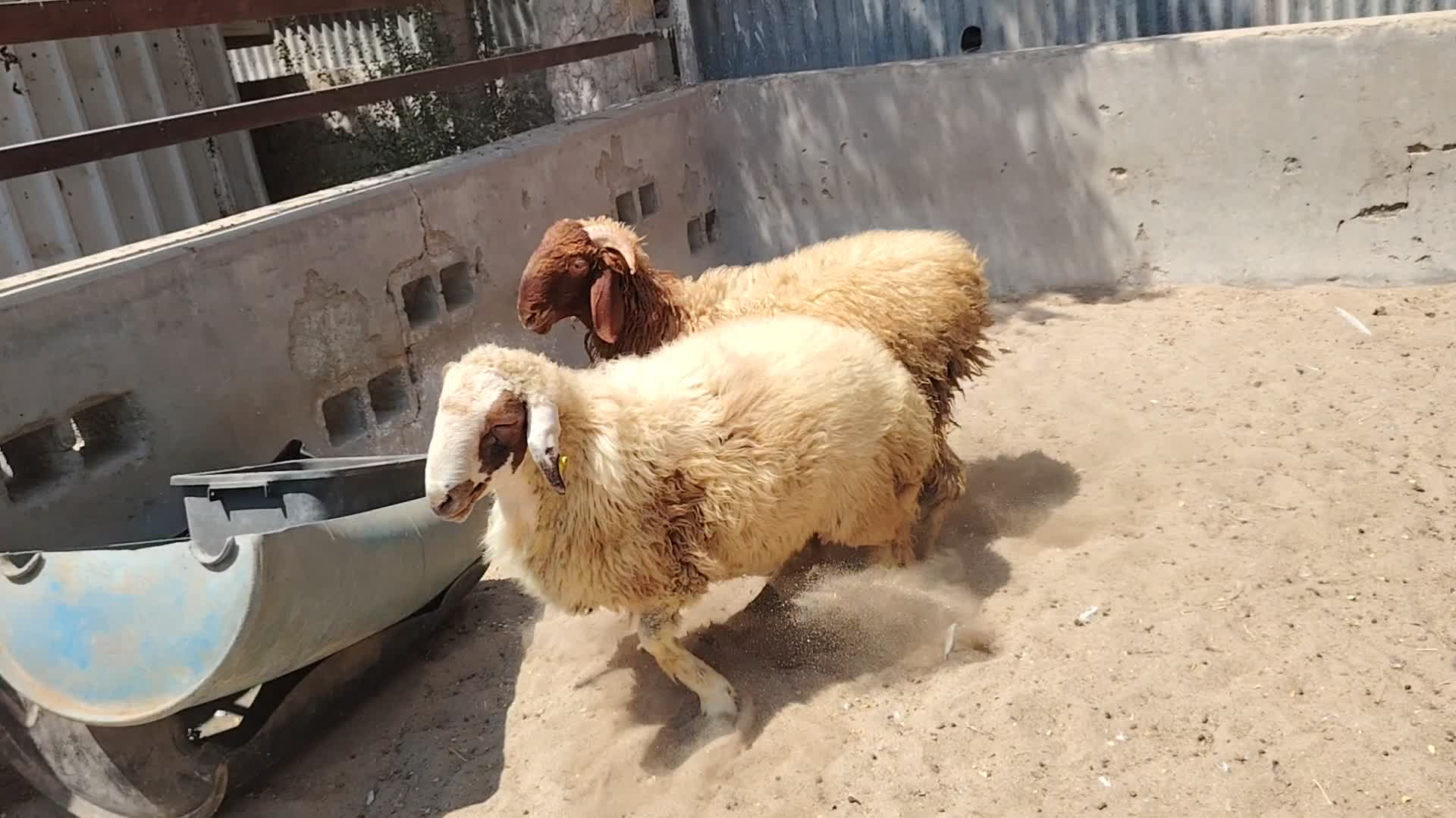 خرفان سوريه سمان جداع وطيبات وجرم - 1