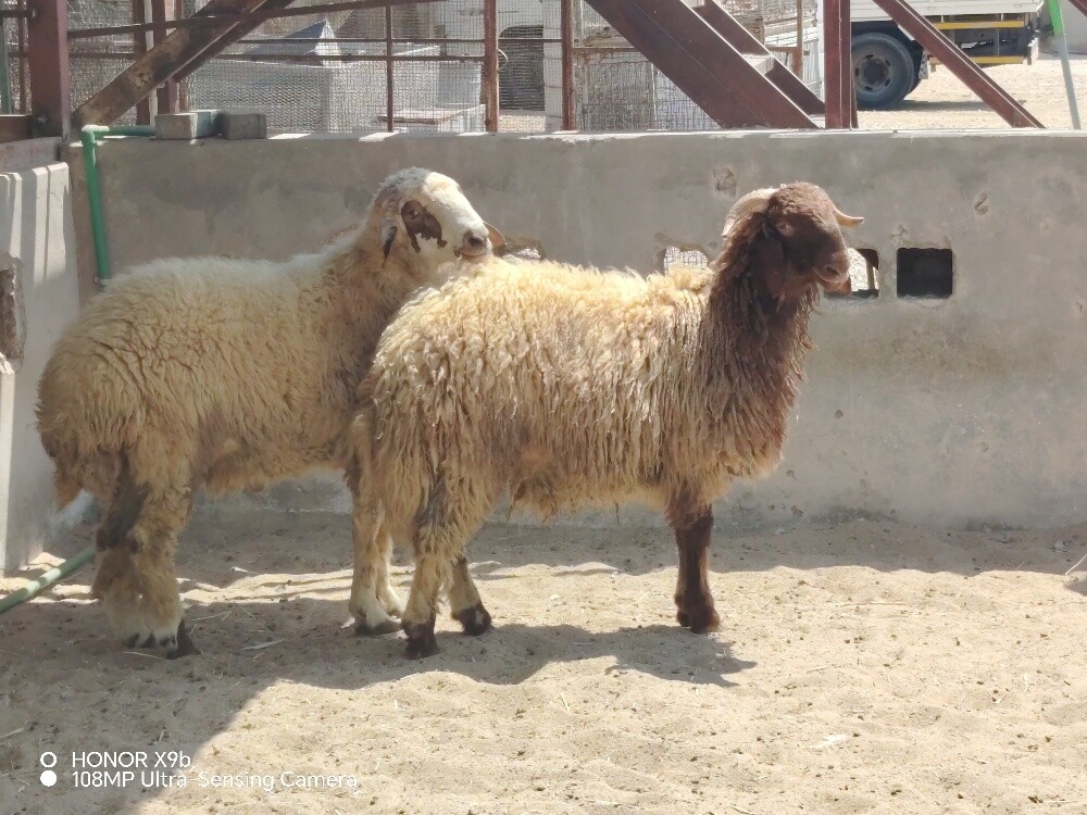 خرفان سوريه سمان جداع وطيبات وجرم - 2