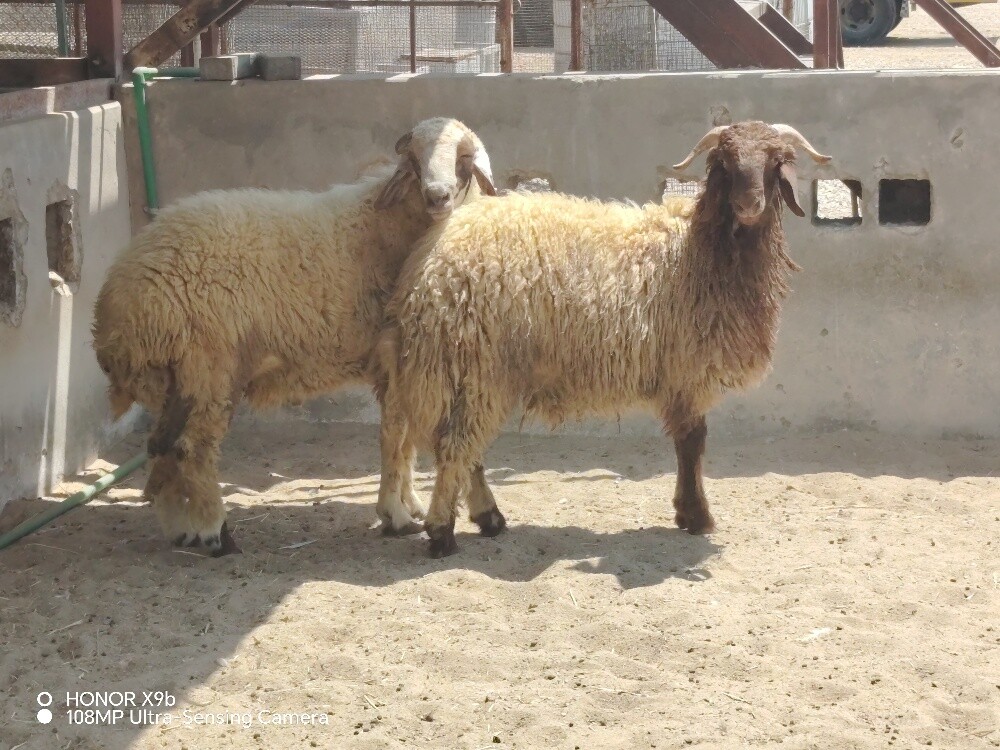 خرفان سوريه سمان جداع وطيبات وجرم - 3