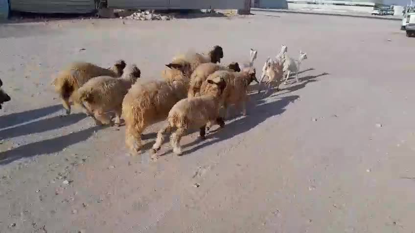 للبيع رخال سوريه - 1