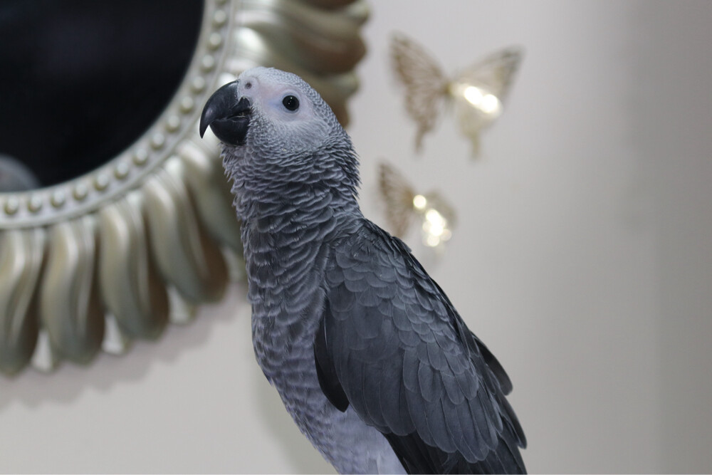 African Grey parrot - 4