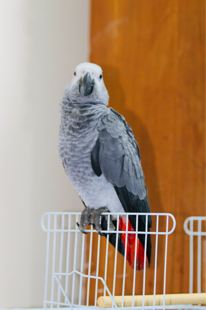 African Grey parrot - 3