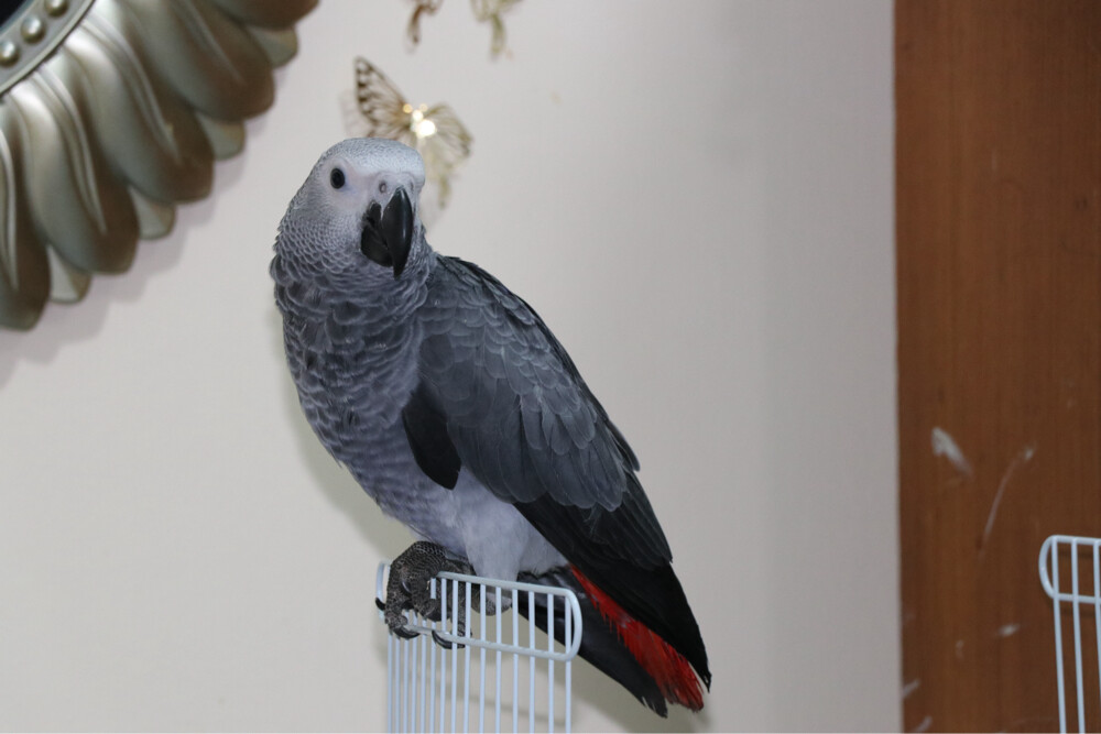 African Grey parrot - 2