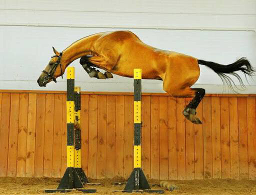 required jumping horse  - 1