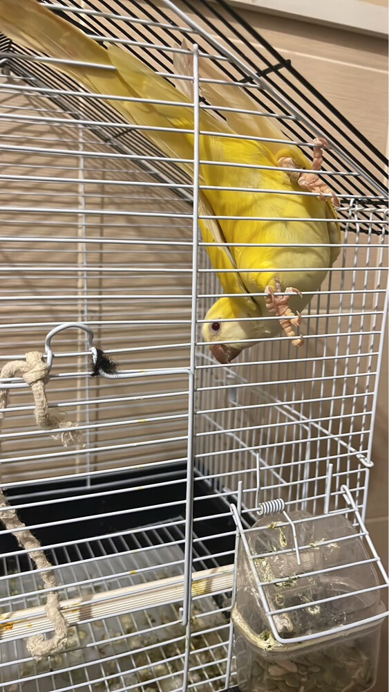 A yellow kwiker parrot,  - 2