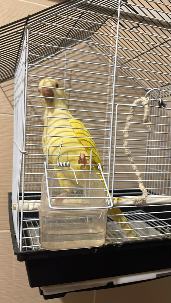 A yellow kwiker parrot,  - 3