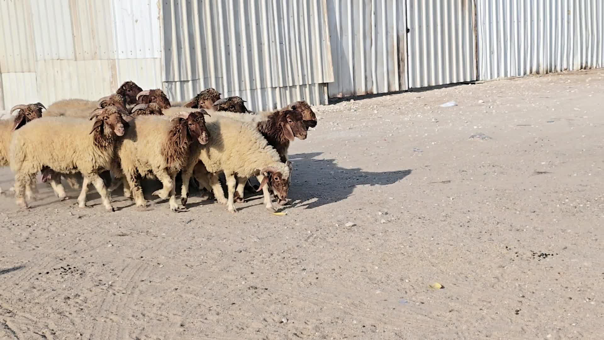 للبيع ذبائح بلديه إنتاج عذبه - 1