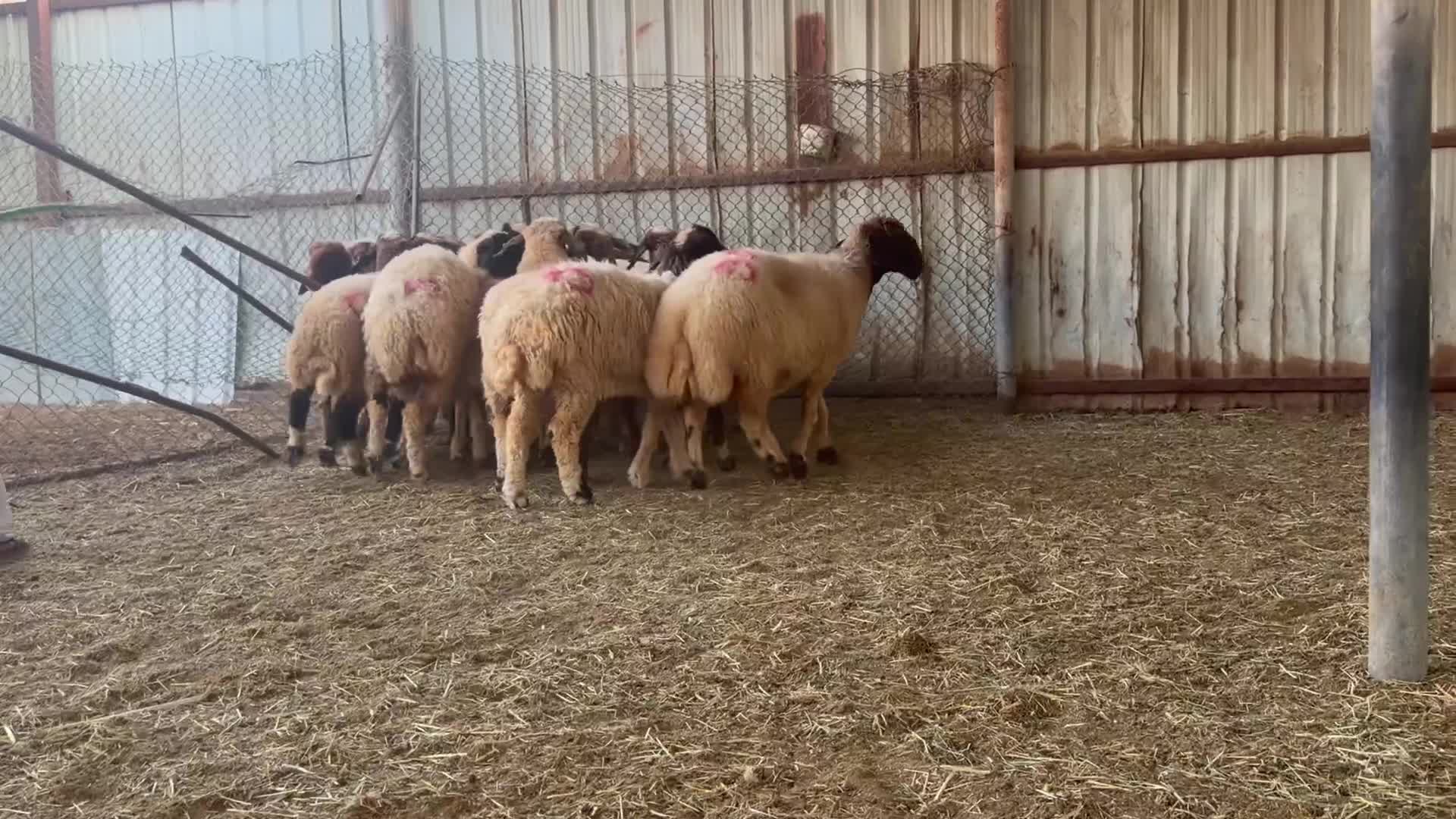 للبيع شويهات سوريه دفيع - 1