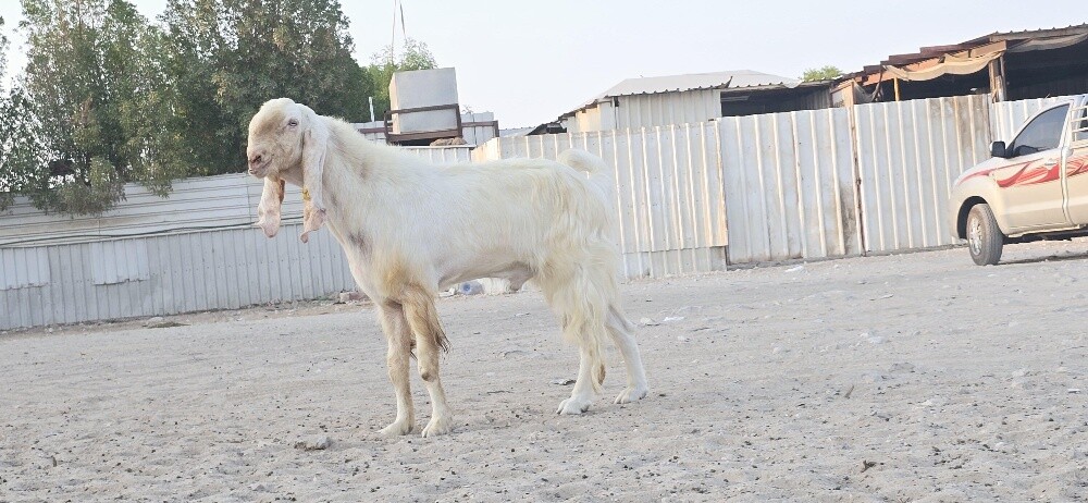 للبيع فحل متطور - 2