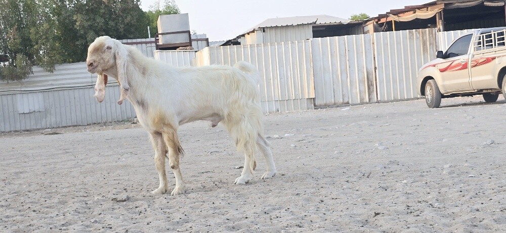 للبيع فحل متطور - 4