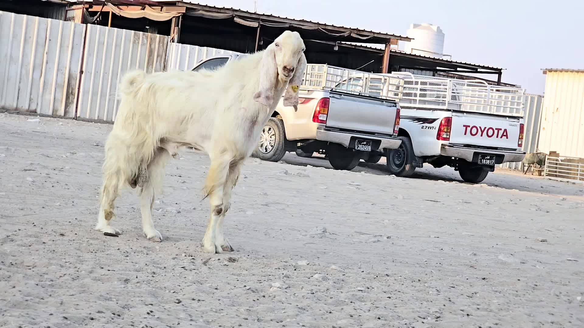 للبيع فحل متطور - 5