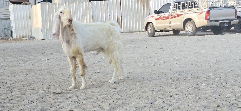 للبيع فحل متطور - 3