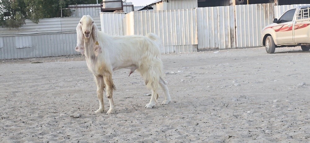 للبيع فحل متطور - 1