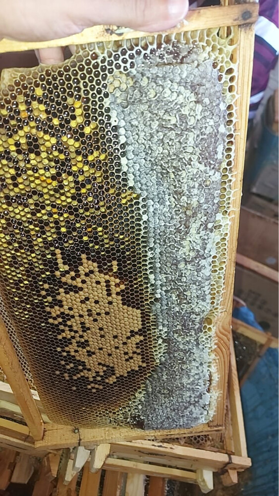 عسل سدر وسمر وطلح اصلي - 2