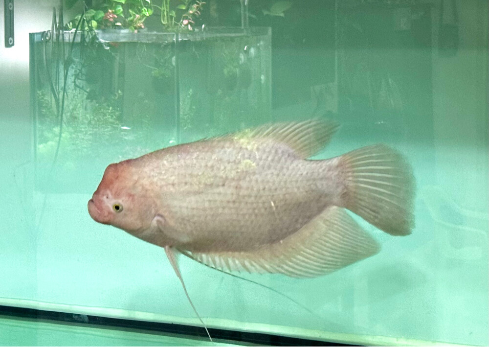 White Giant Gourami - 1