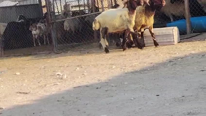 للبيع طليان سوريا طيبه ماشاء الله - 1