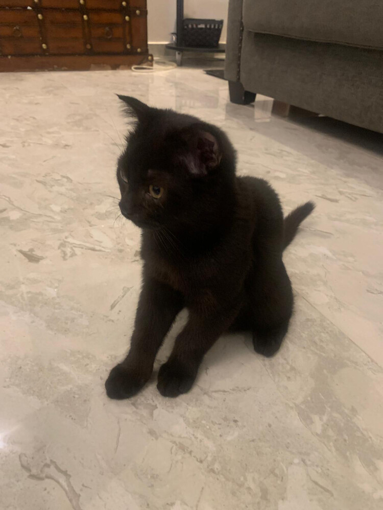 black cat - 1