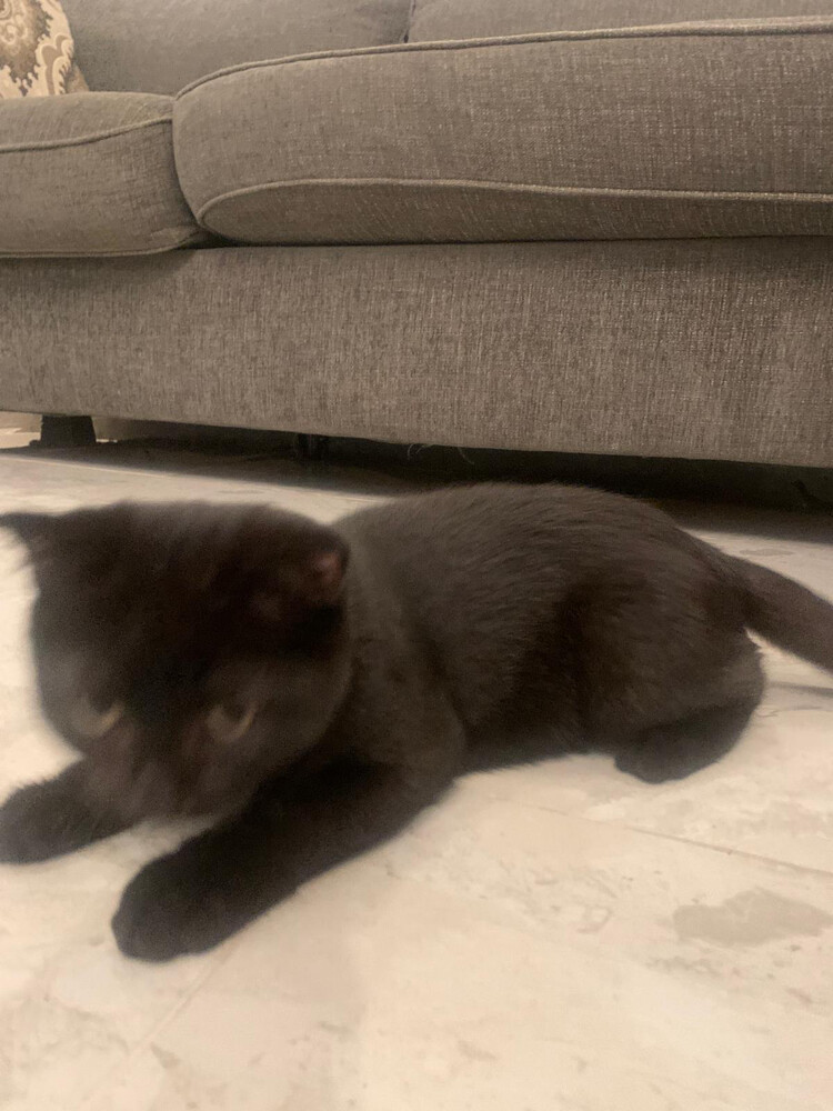 black cat - 4