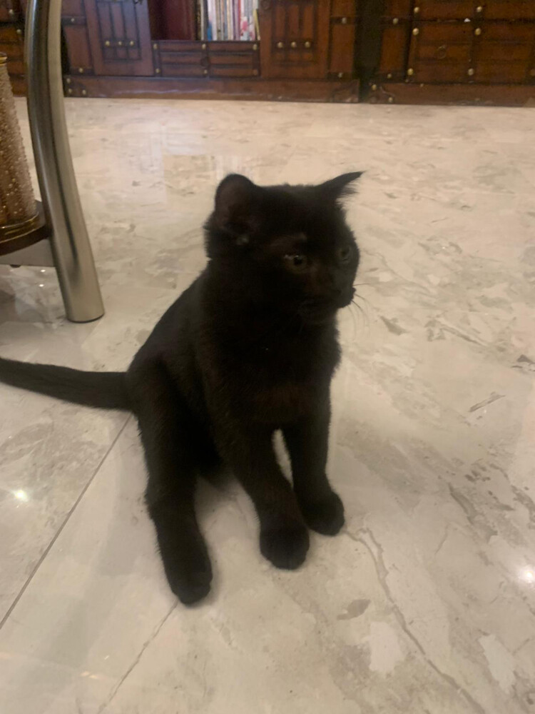 black cat - 3