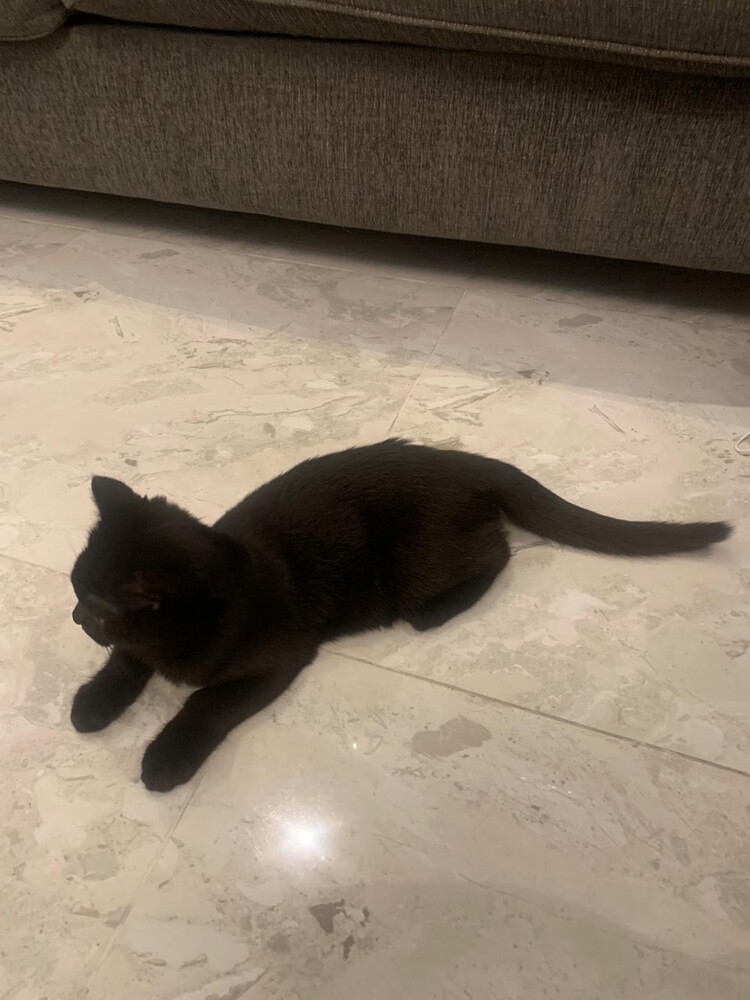 black cat - 2