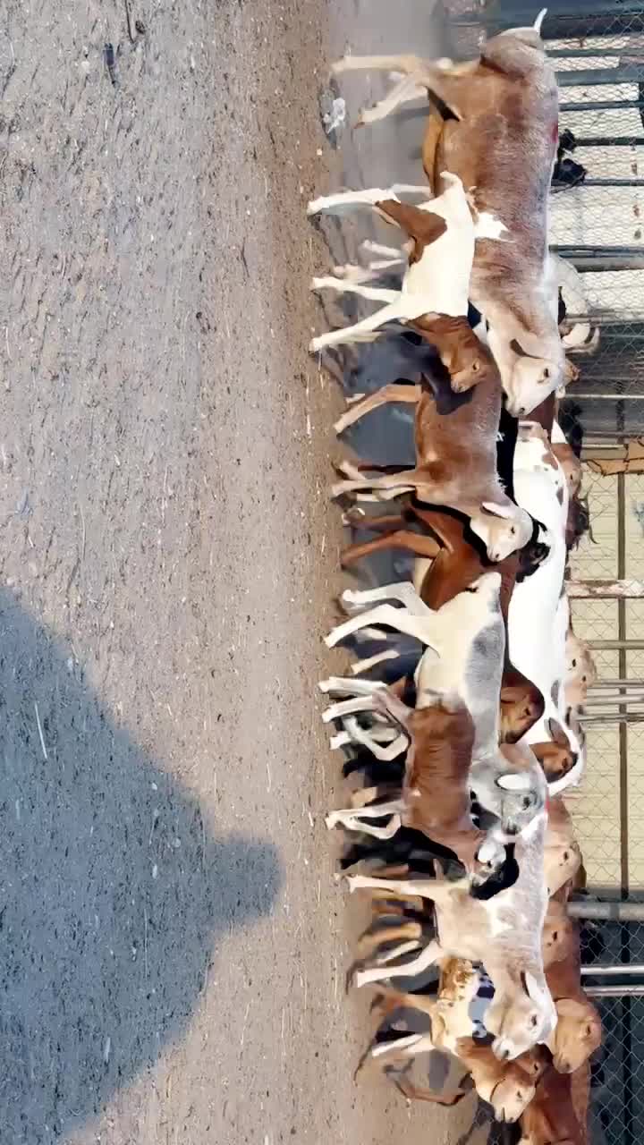 شويهات برابر وليد  - 1