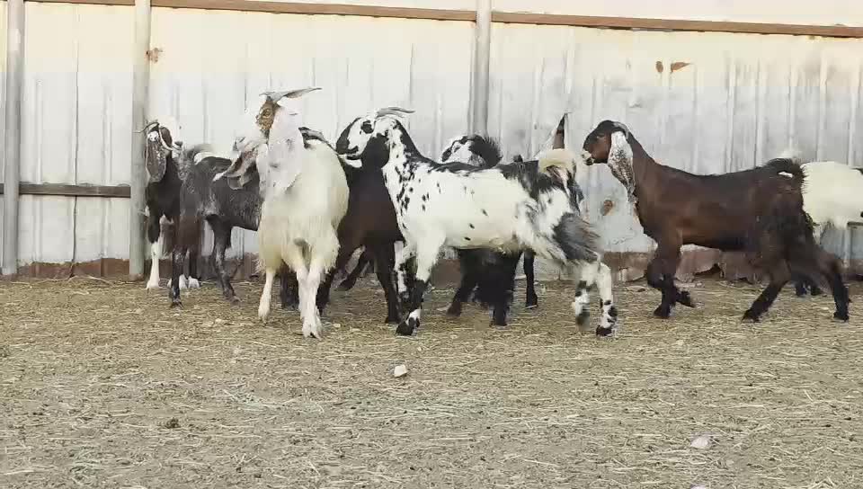 للبيع جمده قبرصيات مشاريك - 1