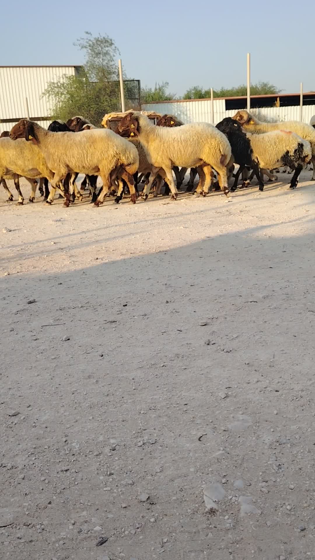 للبيع شوهات سوريه - 5