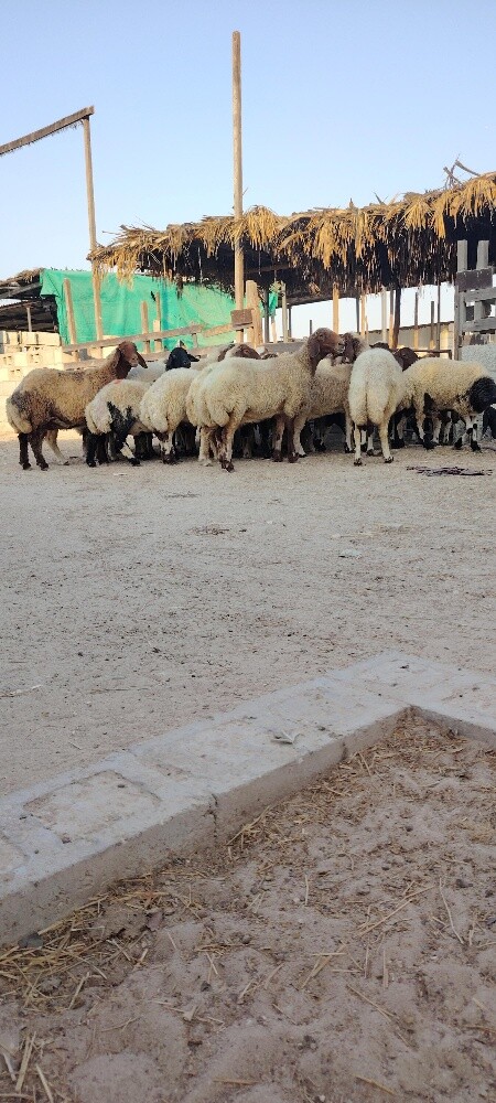 للبيع شوهات سوريه - 4