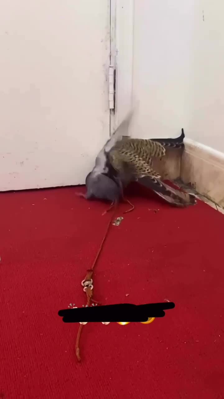 ..صقر - 1