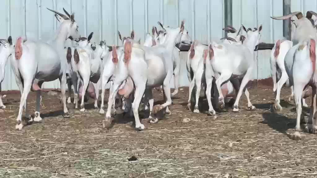 معزه عمانيات برص أصايل درجه أولى  - 10