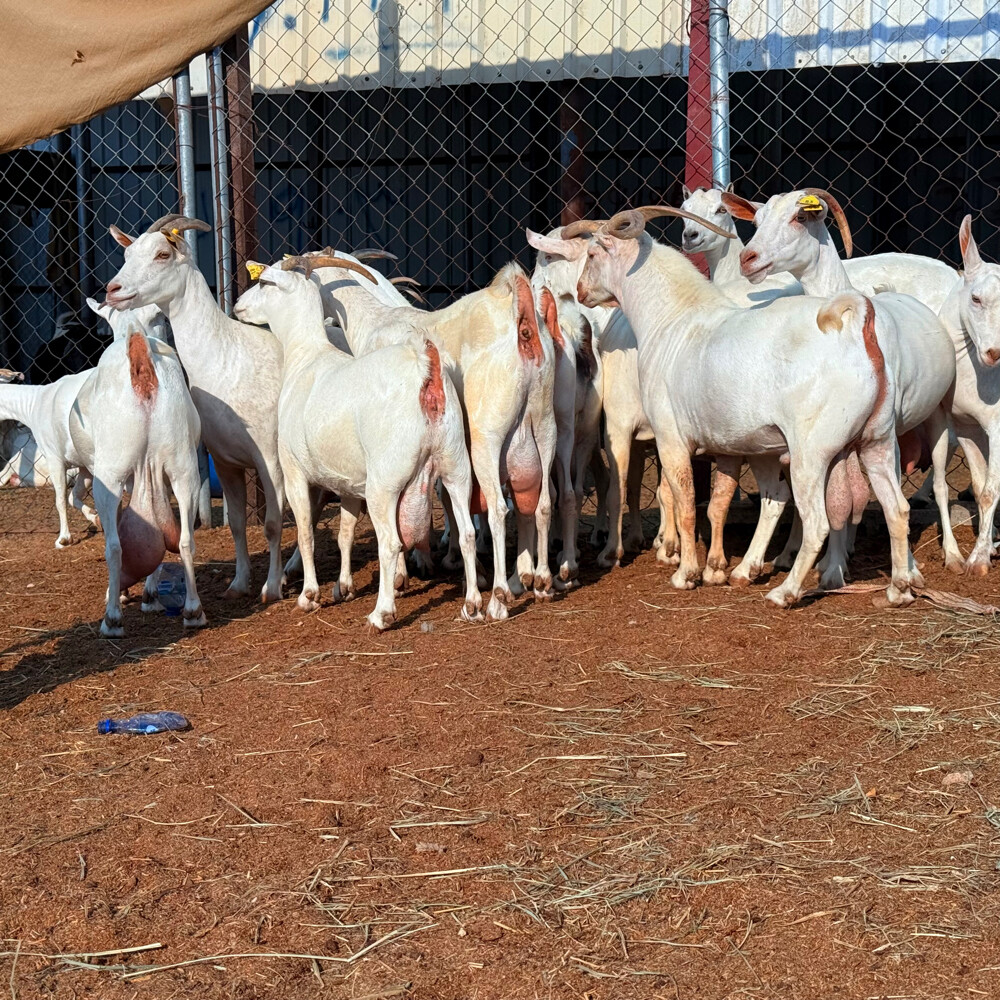 معزه عمانيات برص أصايل درجه أولى  - 3