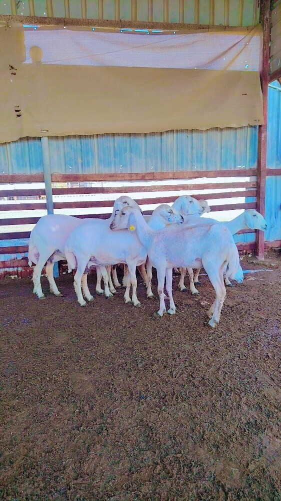 شويهات حبص - 2