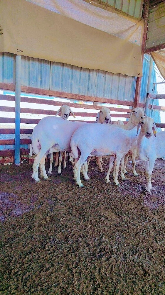 شويهات حبص - 1