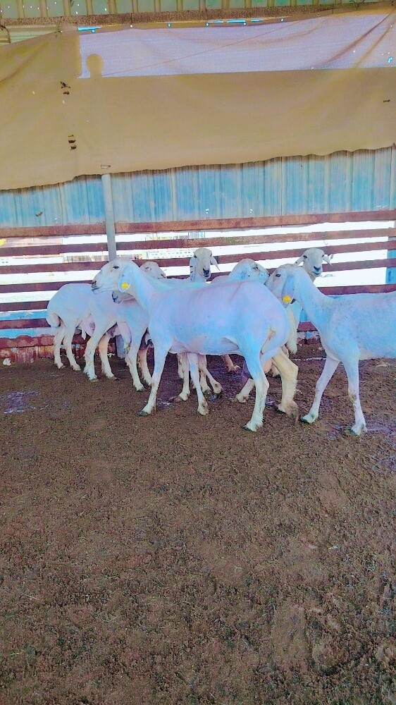 شويهات حبص - 3